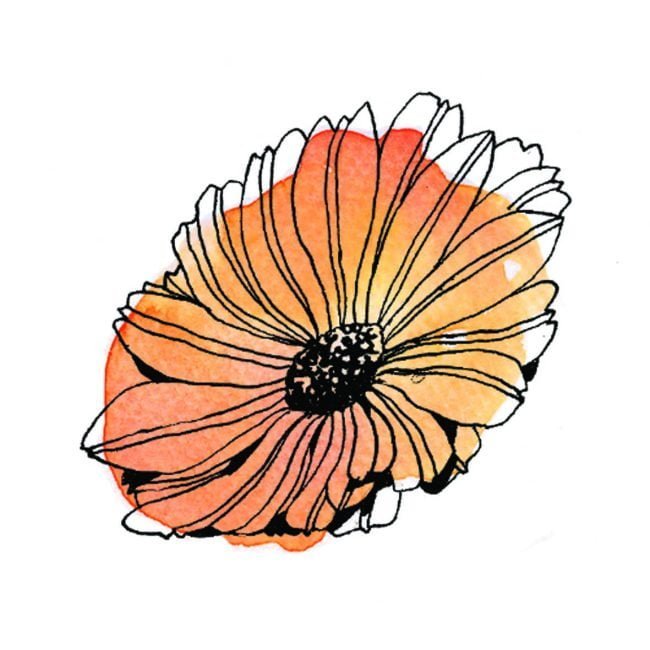 Calendula fleurs