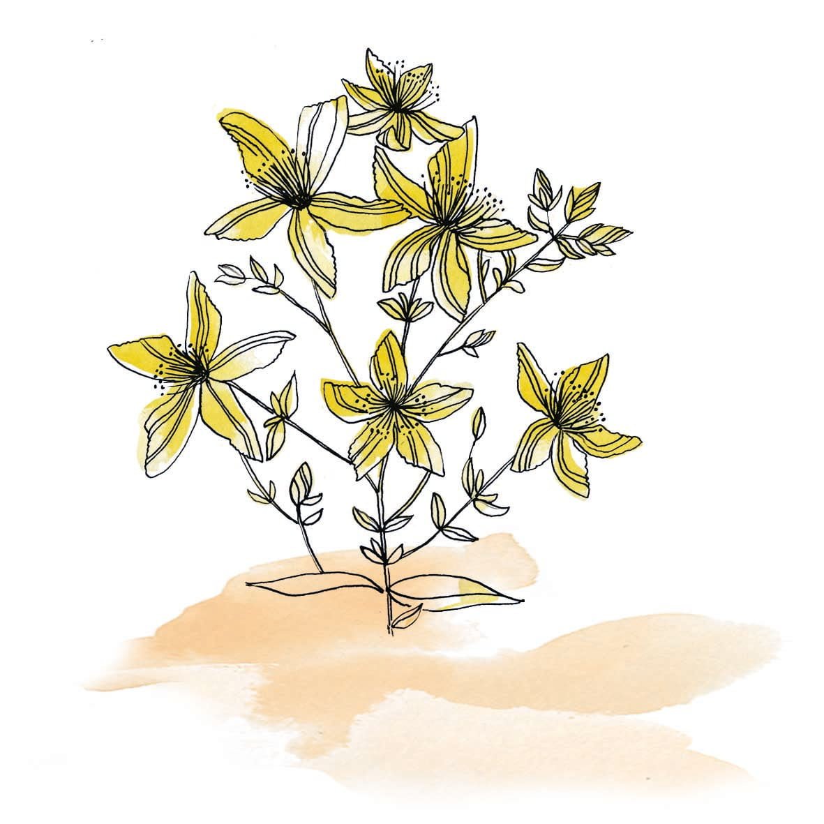 Macérât huileux Millepertuis - plante vivace d'origine eurasienne