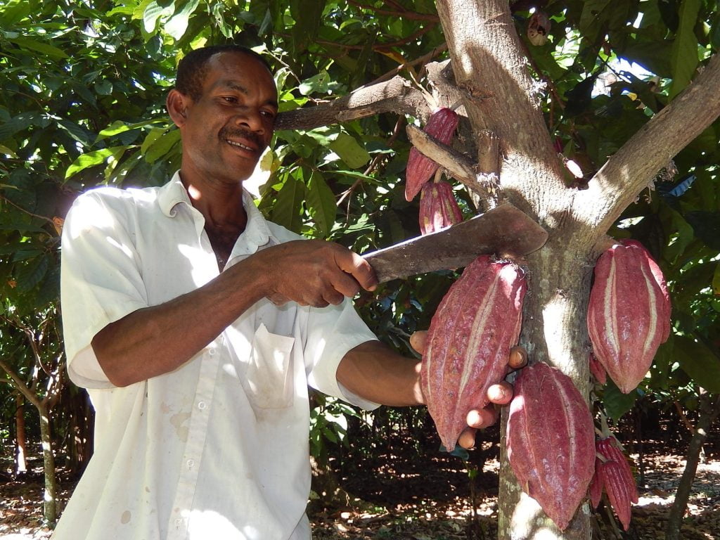 flambée des cours du cacao : conséquences sur les producteurs