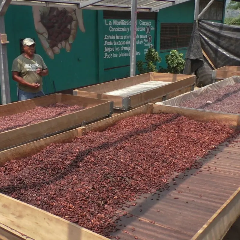 Producteur de cacao bio et équitable de la coopérative Cacao Nica au Nicaragua