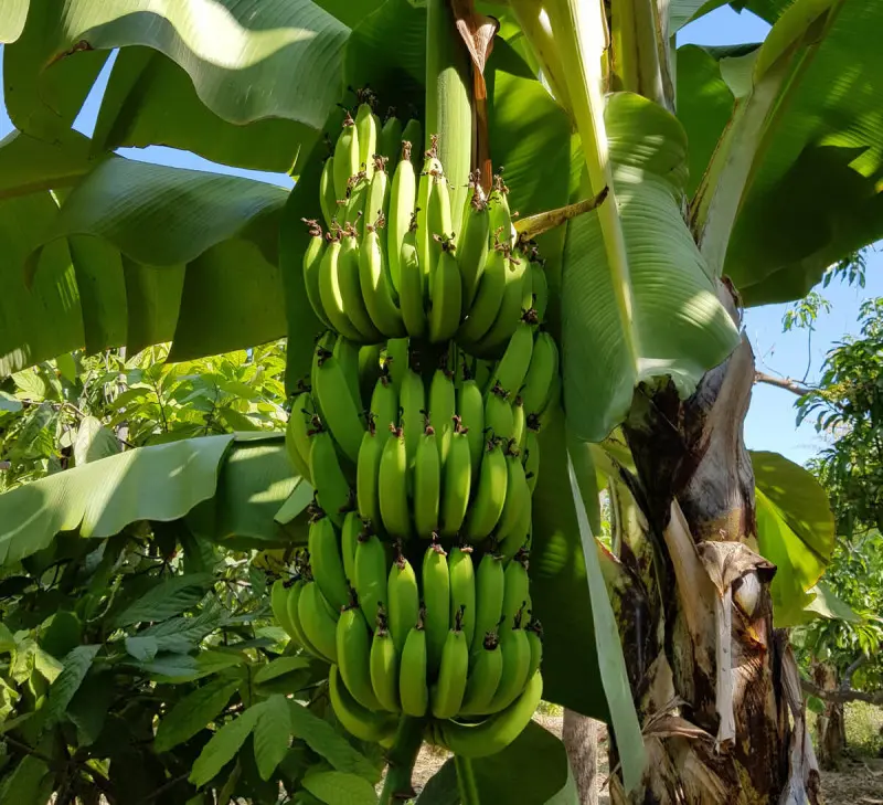 Bananes bio cultivées par la coopérative UROCAL en Equateur