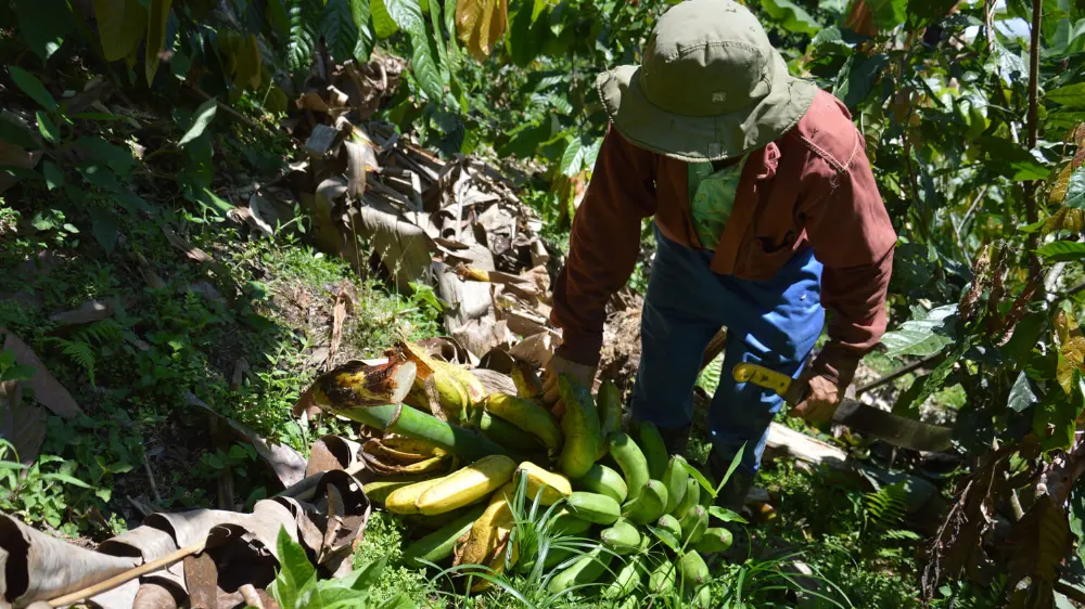 Récolte des bananes bio et équitable en Equateur