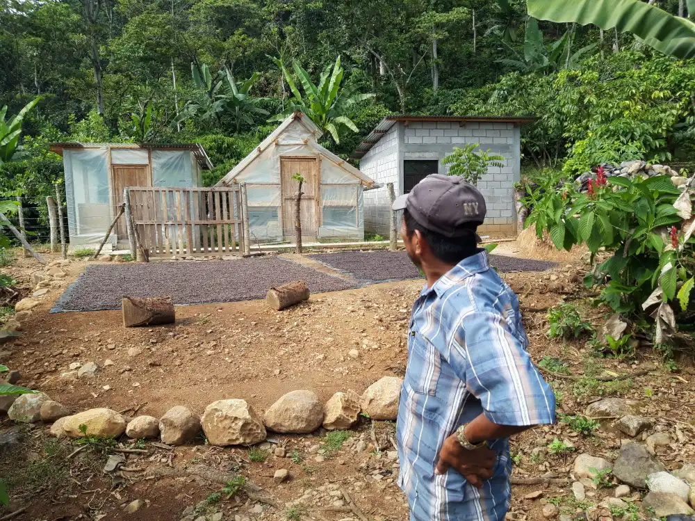Séchage de la canne à sucre au Guatemala