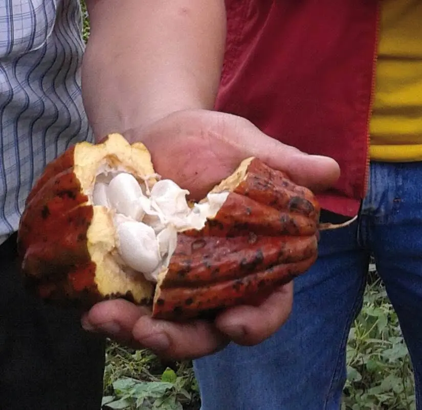 Fèves de cacao produit en Equateur par la coopérative FONMSOEAM