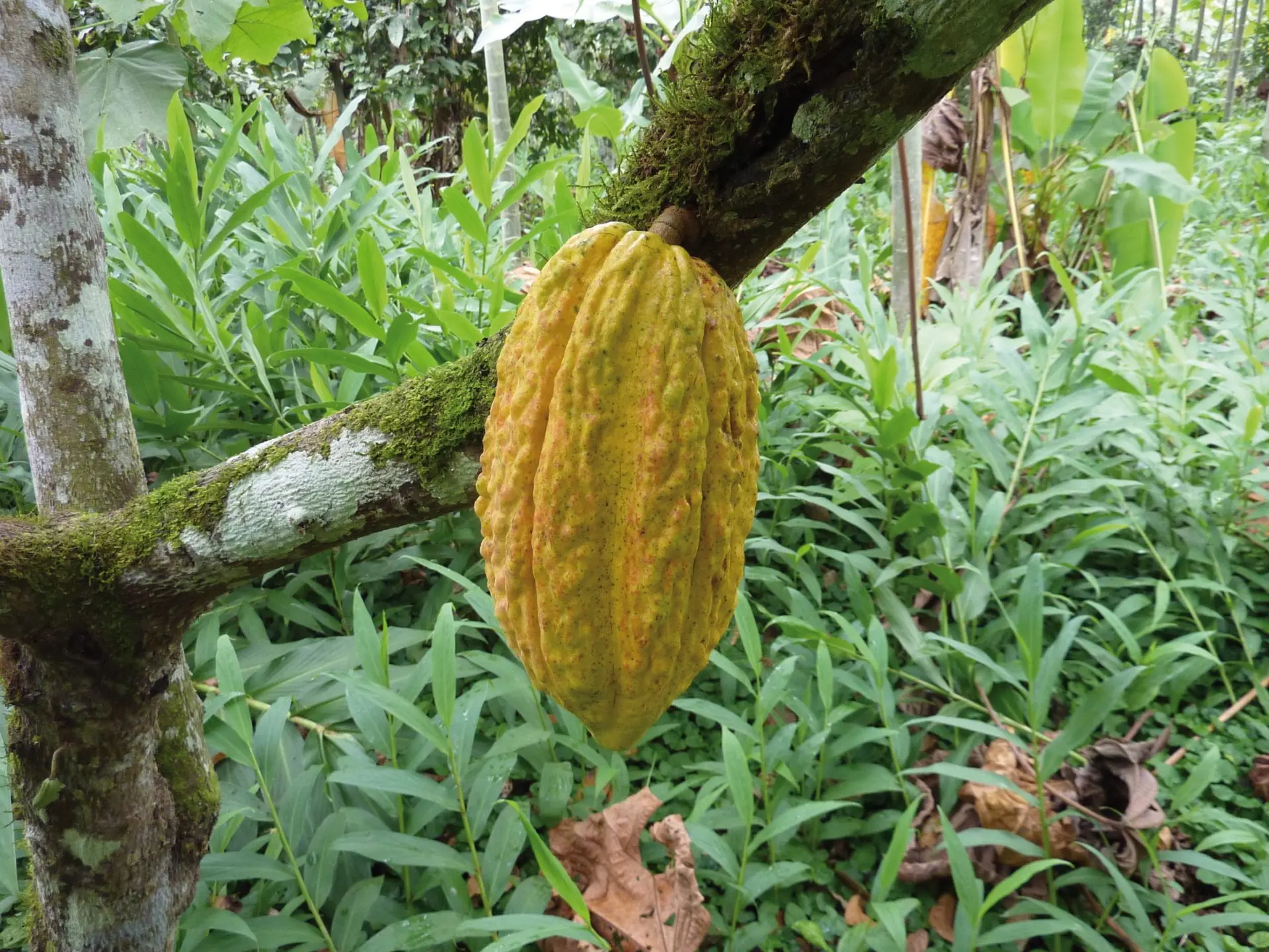 Cabosse de cacao, culture bio et équitable en Equateur