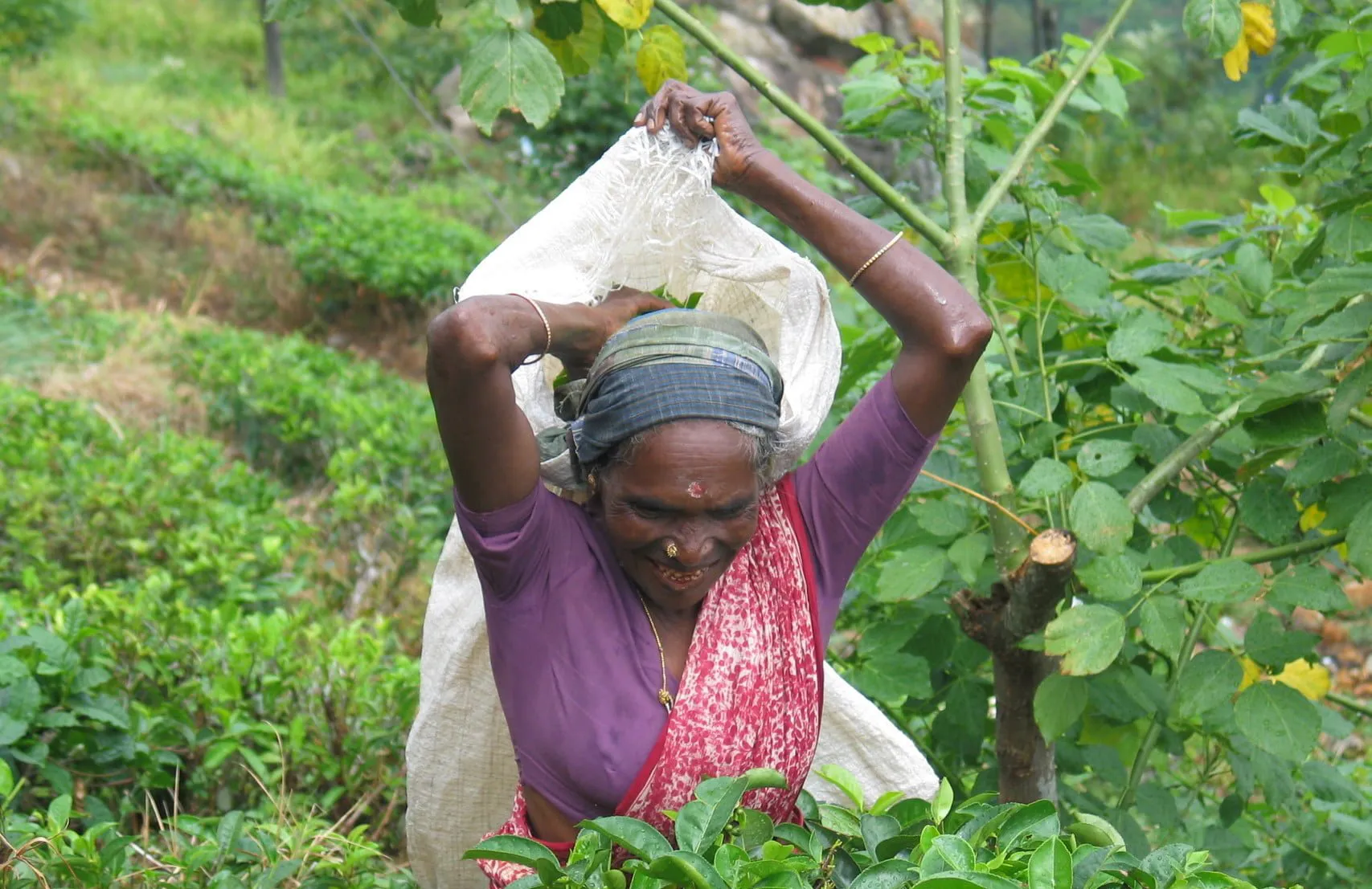 Cueillette du thé au Sri Lanka par une productrice de la coopérative SOFA