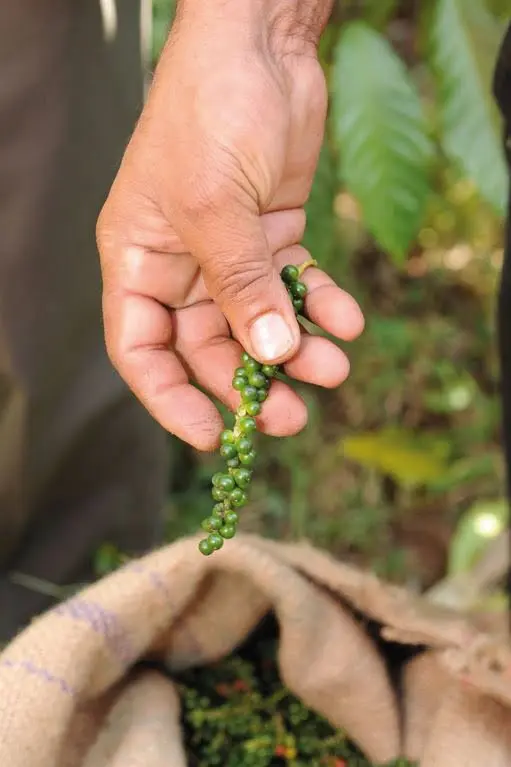 Poivre noir bio produit en Inde par la coopérative FTAK
