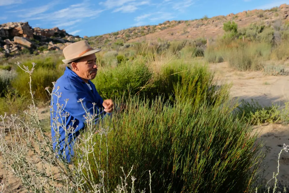 Producteur de roobois bio et équitable en Afrique du Sud