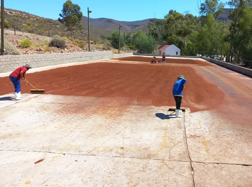 Séchage du rooibos en Afrique du Sud